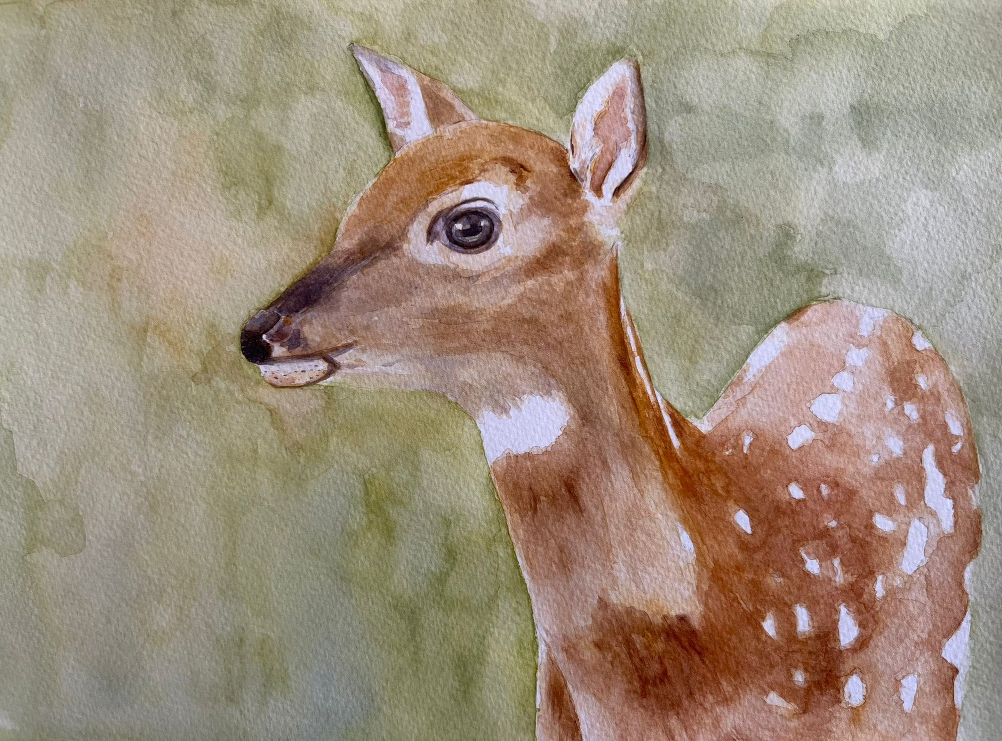 3 weeks Animal Watercolour Course